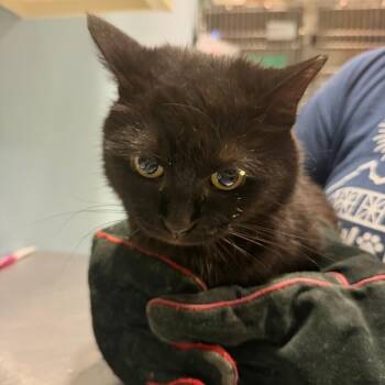 Rosco -  Domestic Short Hair Cat for Adoption in Chattanooga, Tennessee - Rosco | PetCurious