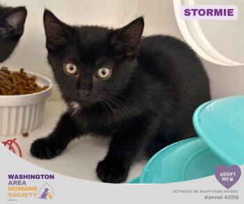 Stormie -  Domestic Short Hair Cat for Adoption in Eighty Four, Pennsylvania - Stormie | PetCurious