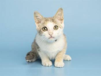 HALO -  Domestic Short Hair Cat for Adoption in Phoenix, Arizona - HALO | PetCurious