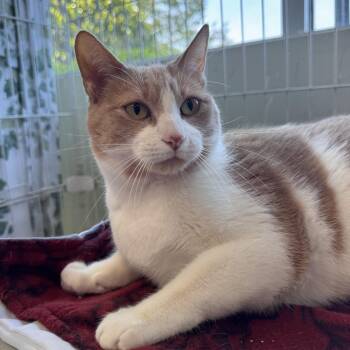 Domestic Short Hair Cats Available for Adoption in Mokena, Illinois - Peanut | PetCurious