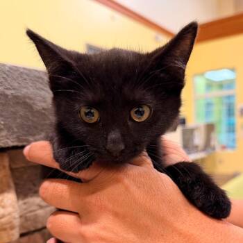 Vivienne -  Domestic Short Hair Cat for Adoption in Lynchburg, Virginia - Vivienne | PetCurious