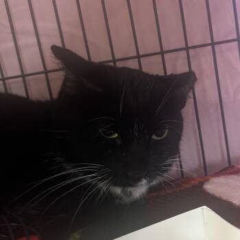 Meatloaf -  Domestic Short Hair Cat for Adoption in Lakeland, Florida - Meatloaf | PetCurious