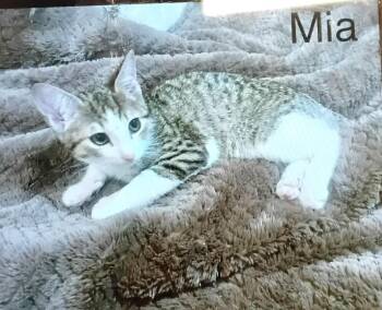 MIA -  Domestic Medium Hair Cat for Adoption in New York, New York - MIA | PetCurious