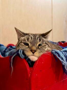 Spooky -  Domestic Short Hair Cat for Adoption in Parsons, West Virginia - Spooky | PetCurious