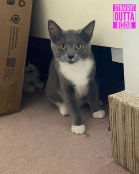 Rescue Domestic Short Hair Cats for Adoption in Vancouver, British Columbia - Mona Lisa | PetCurious