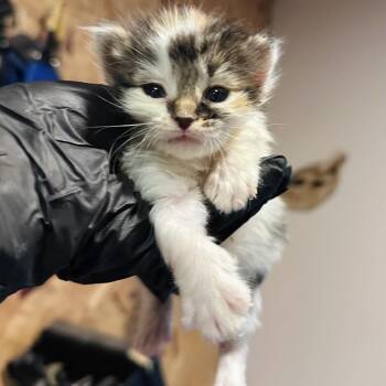 Spice -  Domestic Short Hair Cat for Adoption in Mount Vernon, Indiana - Spice | PetCurious