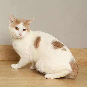 Rescue Domestic Short Hair Cats for Adoption in Minnetonka, Minnesota - Bram C66976 | PetCurious