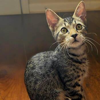 Sriracha -  Domestic Short Hair Cat for Adoption in Pompano Beach, Florida - Sriracha | PetCurious