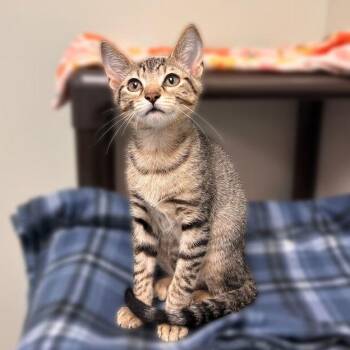 Peter -  Domestic Short Hair Cat for Adoption in Davenport, Iowa - Peter | PetCurious