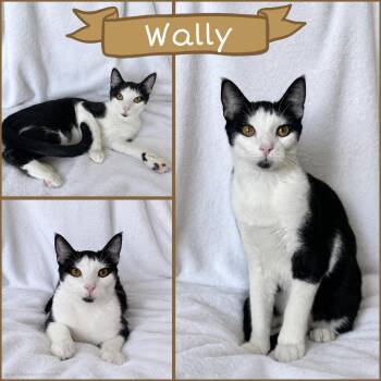 Wally -  Tuxedo Cat for Adoption in Oakley, California - Wally | PetCurious