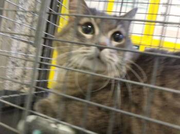 ELLIE -  Domestic Long Hair Cat for Adoption in Tulsa, Oklahoma - ELLIE | PetCurious