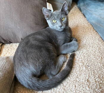 Rescue Domestic Short Hair and Russian Blue Cats for Adoption in Springfield, Oregon - Yukon | PetCurious