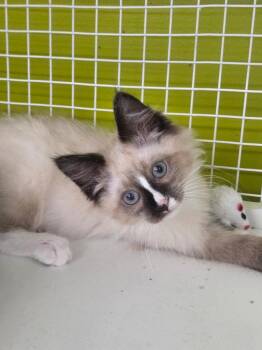 Shiro -  Domestic Short Hair Cat for Adoption in Fort Lupton, Colorado - Shiro | PetCurious