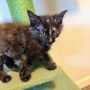 Patches -  Tortoiseshell Cat Available for Adoption in Beaverton, Oregon - Patches | PetCurious
