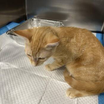 Patty -  Domestic Short Hair Cat for Adoption in Greensboro, North Carolina - Patty | PetCurious