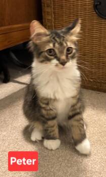 Peter (siblings are Greg, Bobby, Alice, Carol, Cindy, Marcia & J -  Domestic Long Hair Cat for Adoption in Brighton, Michigan - Peter (siblings Are Greg, Bobby, Alice, Carol, Cindy, Marcia & J | PetCurious