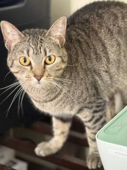 Rescue Domestic Short Hair and Tabby Cats for Adoption in Attalla, Alabama - Fancy | PetCurious