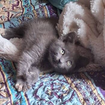 GEMMA -  Domestic Short Hair Cat for Adoption in Hickory, North Carolina - GEMMA | PetCurious