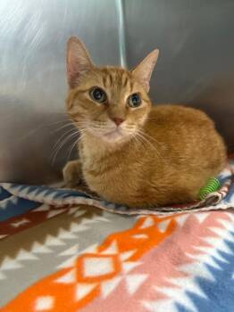Cheese Puff -  Domestic Short Hair Cat for Adoption in Belton, Texas - Cheese Puff | PetCurious