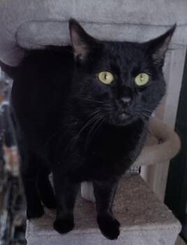 Rescue Domestic Short Hair Cats for Adoption in Monroeville, Pennsylvania - Bluey | PetCurious