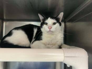 Domestic Short Hair Cats Available for Adoption in Marion, Ohio - Patches | PetCurious