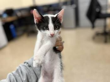 Domestic Short Hair Cats Available for Adoption in Doral, Florida - OLLIE | PetCurious