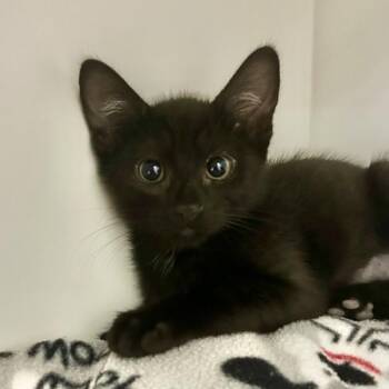 Antioch -  Domestic Short Hair Cat for Adoption in Walnut Creek, California - Antioch | PetCurious