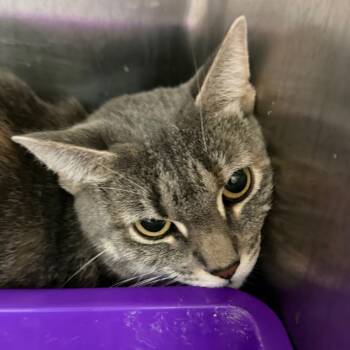 Rescue Domestic Short Hair Cats for Adoption in Port Charlotte, Florida - Phoebe | PetCurious