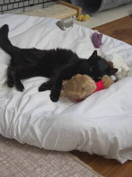 Miracle -  Domestic Medium Hair Cat for Adoption in Media, Pennsylvania - Miracle | PetCurious
