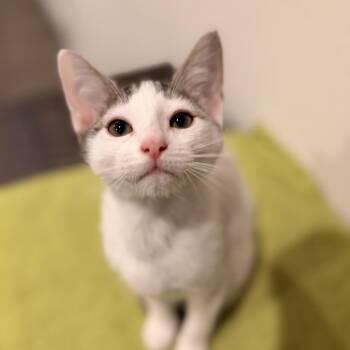 Penny Lane -  Domestic Short Hair Cat for Adoption in Boerne, Texas - Penny Lane | PetCurious