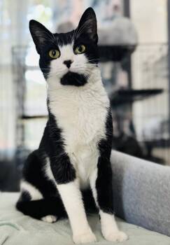 Domestic Medium Hair Cats Available for Adoption in Lucas, Texas - Lord | PetCurious