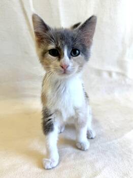 Domestic Long Hair Cats Available for Adoption in Buffalo, Minnesota - Nyla | PetCurious