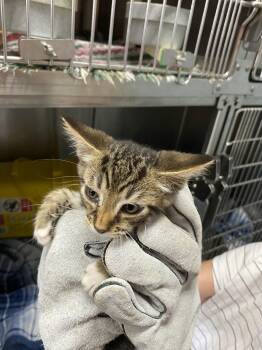 Jupiter - At shelter -  Domestic Short Hair Cat for Adoption in Rustburg, Virginia - Jupiter - At Shelter | PetCurious