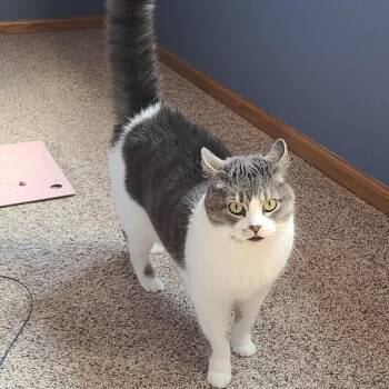 Domestic Short Hair Cats Available for Adoption - Coconut C10884 | PetCurious