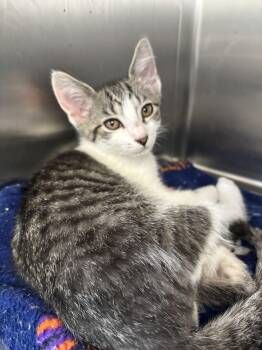 Aladdin -  Domestic Short Hair Cat for Adoption in Wantagh, New York - Aladdin | PetCurious