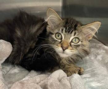 Catniss -  Domestic Medium Hair Cat for Adoption in Orland Hills, Illinois - Catniss | PetCurious