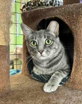 Breadstick -  Domestic Short Hair Cat for Adoption in Ogden, Utah - Breadstick | PetCurious