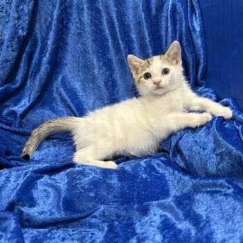 Marie -  Domestic Short Hair Cat for Adoption in Gainesville, Florida - Marie | PetCurious