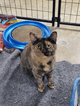Domestic Short Hair Cats Available for Adoption - Nala | PetCurious