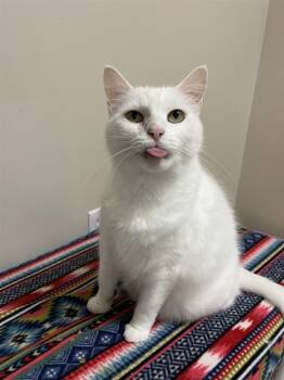 Domestic Medium Hair Cats Available for Adoption - Kidder | PetCurious