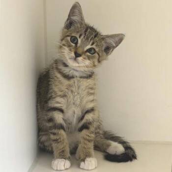 Chess -  Domestic Short Hair Cat for Adoption in Long Beach, California - Chess | PetCurious