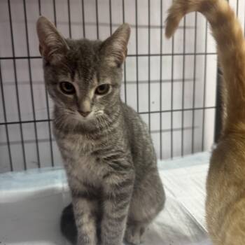 Mongolian -  Domestic Short Hair Cat for Adoption in Corbin, Kentucky - Mongolian | PetCurious