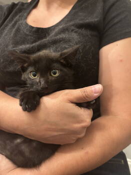 Rescue Domestic Short Hair Cats for Adoption in Camden, South Carolina - Huckleberry (Available For Pre-adoption) | PetCurious