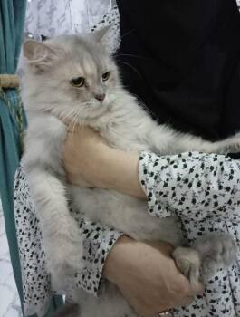 Melanie- Lap cat -  Siberian and Himalayan Cat for Adoption in Brampton, Ontario - Melanie- Lap Cat | PetCurious