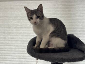 Domestic Short Hair Cats Available for Adoption - Winter | PetCurious