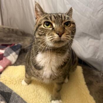 Domestic Short Hair Cats Available for Adoption - Suzy | PetCurious