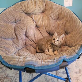 Cleo -  Domestic Short Hair Cat for Adoption in Lyndhurst, Virginia - Cleo | PetCurious