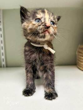 Smolder -  Domestic Short Hair Cat for Adoption in Spokane, Washington - Smolder | PetCurious