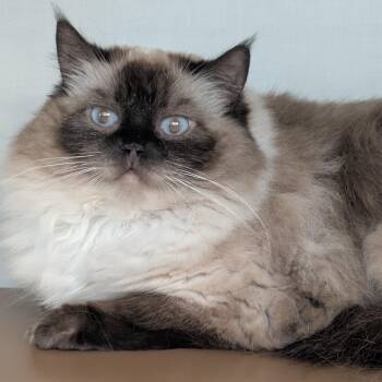 Cupid -  Ragdoll Cat for Adoption in Philadelphia, Pennsylvania - Cupid | PetCurious