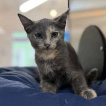 Bao Buns -  Domestic Short Hair Cat for Adoption in Bullhead City, Arizona - Bao Buns | PetCurious